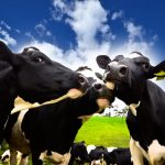 Dairy Exporters Find Bright Spot in South-East Asian Market