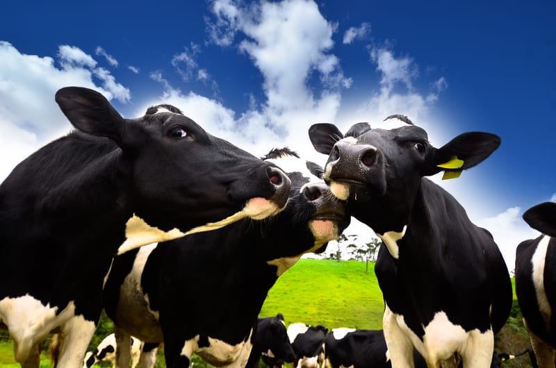 Dairy Exporters Find Bright Spot in South-East Asian Market