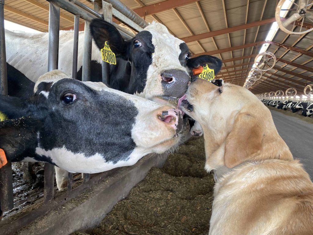 Dairy Steamer Milk cows, like people, get hot and farmers use innovative ways to cool them