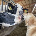 Dairy Steamer Milk cows, like people, get hot and farmers use innovative ways to cool them