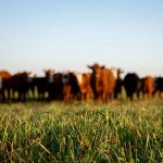 The beef and dairy wellbeing studies will explore factors related to producer mental health. Photo: nickalbi/iStock/Getty Images Plus