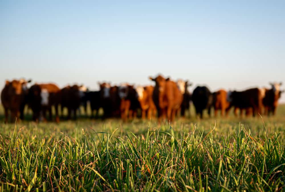 The beef and dairy wellbeing studies will explore factors related to producer mental health. Photo: nickalbi/iStock/Getty Images Plus