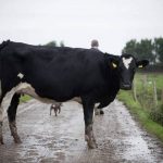 Dairy exit scheme could impact processing levels - ICOS warns