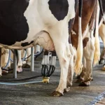 Dairy farmers “caught in crossfire” as financial pressures intensify