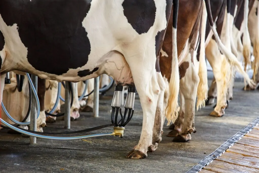 Dairy farmers “caught in crossfire” as financial pressures intensify