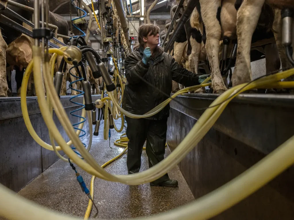 Dairy farmers gearing up for stressful year as milk prices plummet