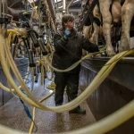 Dairy farmers gearing up for stressful year as milk prices plummet