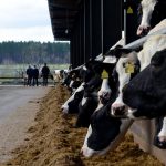 Dairy farmers predict 10% exit from the industry by 2025