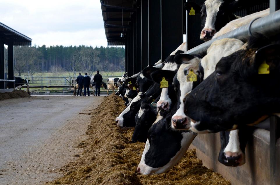 Dairy farmers predict 10% exit from the industry by 2025