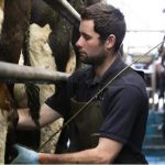 Dairy producers braced for an uncertain future, NFU survey reveals