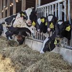 Dairy producers like insurance programs during volatile markets