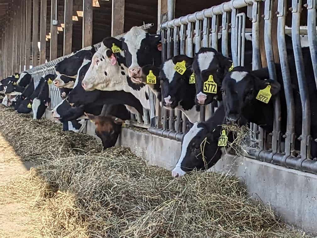 Dairy producers like insurance programs during volatile markets