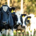 Dairy study hoping to establish formal link between animal care, high levels of vitamins and minerals