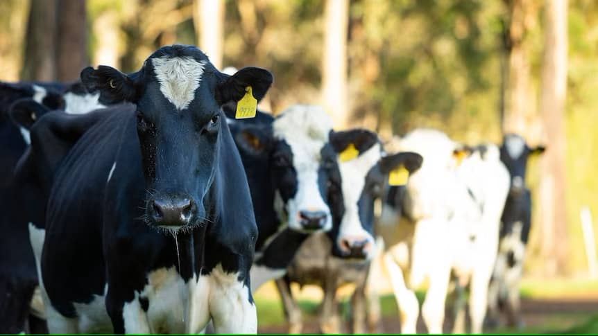 Dairy study hoping to establish formal link between animal care, high levels of vitamins and minerals