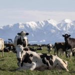 DairyNZ lowers breakeven milk price point for farmers