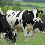 DairyNZ warns some farmers will make a loss this season