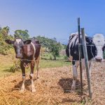 Farmers are breeding heat-resistant cows