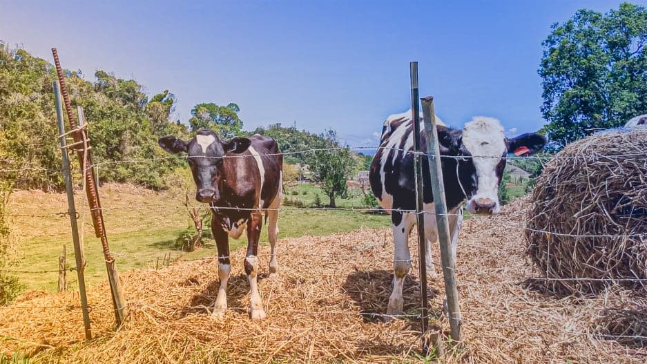 Farmers are breeding heat-resistant cows