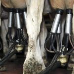 Final extension for dairy farmers to declare nitrates band