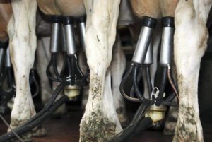 Final extension for dairy farmers to declare nitrates band