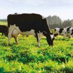 Fonterra is getting ready to tackle its biggest source of emissions - farmers