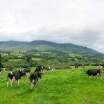 Healthy cows are the key to dairy farm success