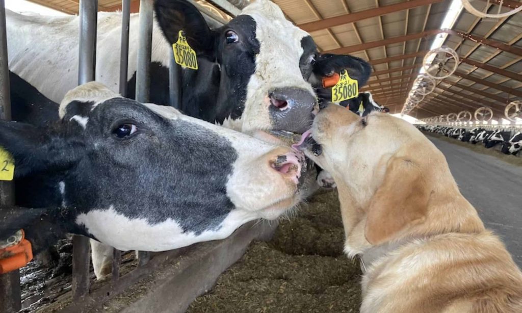 How do Washington's dairy cows handle extreme heat