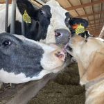 How do Washington's dairy cows handle extreme heat