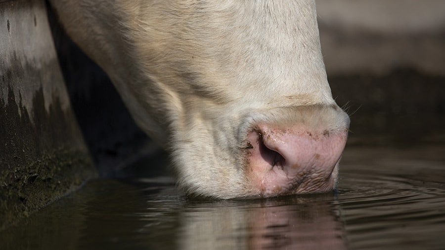 How to have a successful dairy transition – vet’s top tips