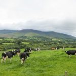 Ireland urged to use additives to cut enteric methane in dairy cows