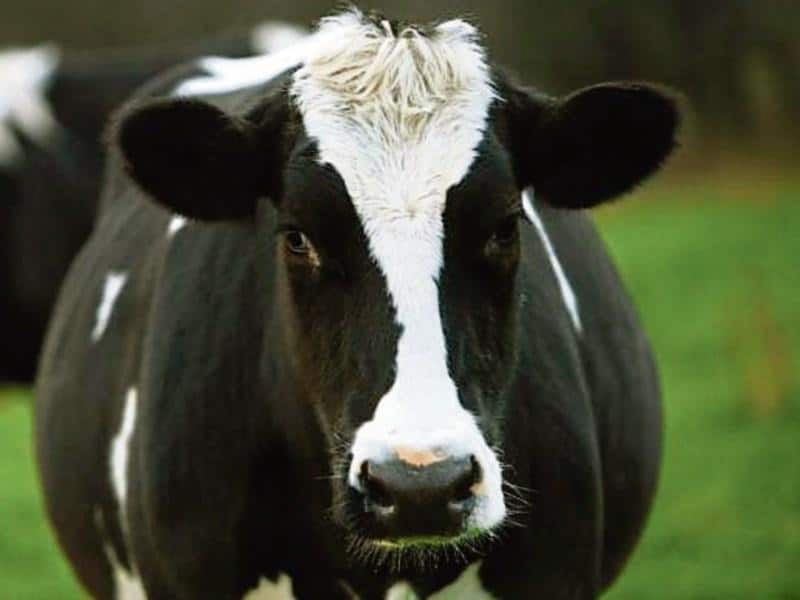 Irish dairy farmers taking unjustified hit on milk prices according to the ICMSA