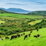 Irish dairy sector opposes dairy exit scheme and voluntary cow culling