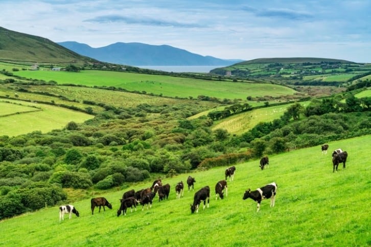 Irish dairy sector opposes dairy exit scheme and voluntary cow culling