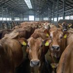 June’s Dairy Margin Coverage Payment Sets a New Record