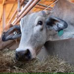 Cattle in four live export facilities are being tested for lumpy skin disease.(ABC News: Matt Roberts)