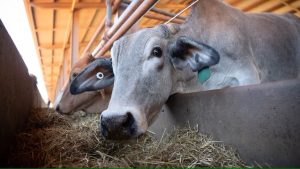 Cattle in four live export facilities are being tested for lumpy skin disease.(ABC News: Matt Roberts)