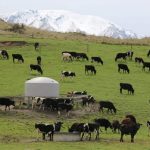 Māori farms had more stock on-farm compared to the average - with three times as many beef cattle, five times as many dairy cows and seven times as many sheep (file image). Photo: RNZ / Cosmo Kentish-Barnes