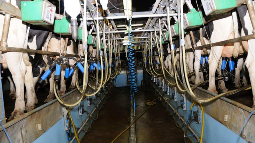 Mayo dairy farmers take big hit with milk price reductions