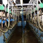 Mayo dairy farmers take big hit with milk price reductions