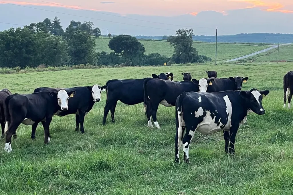 Milking the market Lamar County farm transitions from dairy to beef production