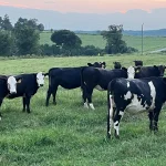 Milking the market Lamar County farm transitions from dairy to beef production