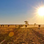 NSW budget to address El Niño planning as more districts are declared in drought