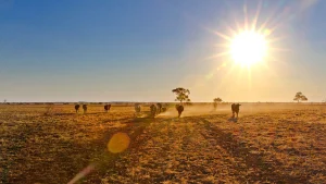 NSW budget to address El Niño planning as more districts are declared in drought