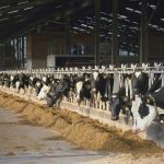 New significant dairy regulation takes effect with governor’s signature in Oregon