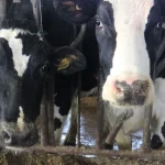 Organic dairy industry left out from FMMO national hearing