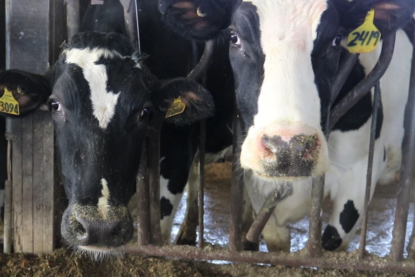 Organic dairy industry left out from FMMO national hearing