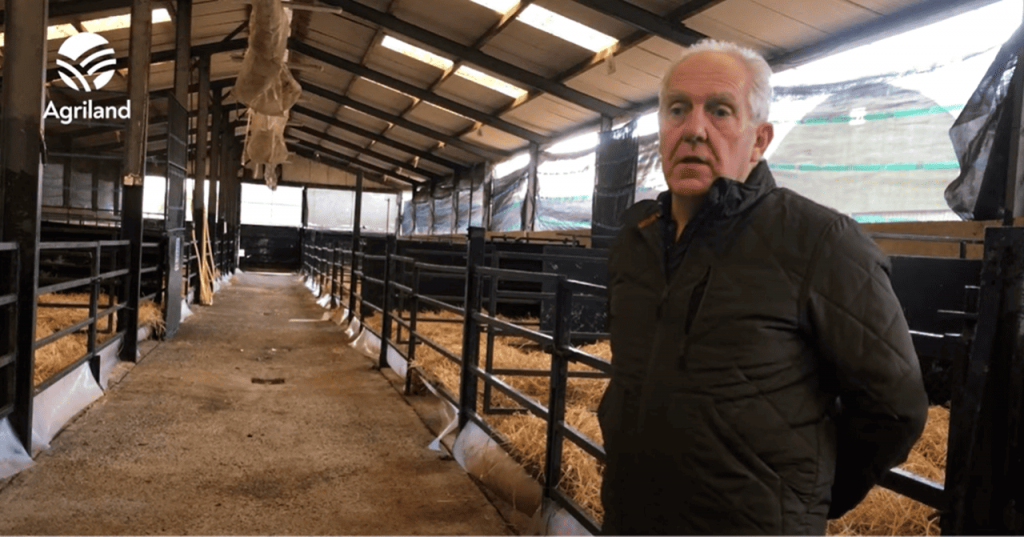 Plan needed for extra 120,000 dairy calves next year – Scallan