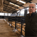 Plan needed for extra 120,000 dairy calves next year – Scallan