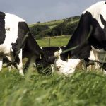 Production of milk increased in EU in first half of 2023 – report