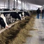 Province investing in training more dairy farmers